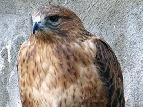 Смотреть фото Курганник Фото Курганник