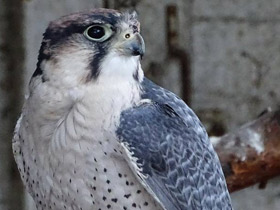 Фото Ланнер