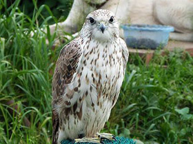 Смотреть фото Балобан Фото Балобан