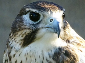 Мексиканский сокол Мексиканский сокол