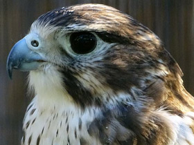 Фото Мексиканский сокол