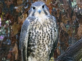 Фото Мексиканский сокол