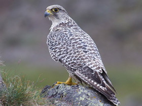 Фото Кречет