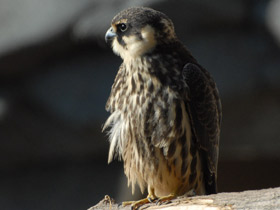 Фото Чеглок