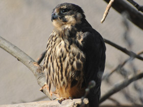 Фото Чеглок