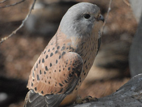 Фото Обыкновенная пустельга