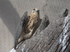 Фото Обыкновенная пустельга