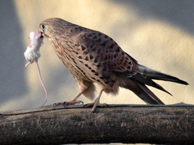 Фото Обыкновенная пустельга