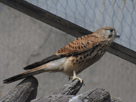 Фото Обыкновенная пустельга