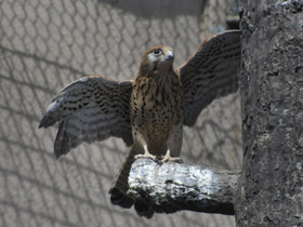 Фото Обыкновенная пустельга