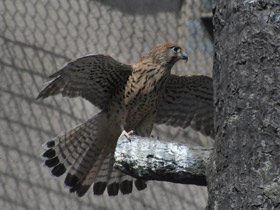 Фото Обыкновенная пустельга