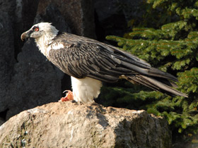 Смотреть фото Бородач Фото Бородач