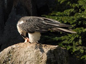 Смотреть фото Бородач Фото Бородач