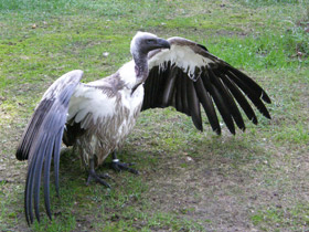 Африканский гриф Африканский гриф