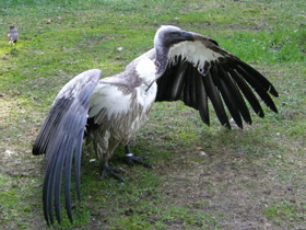 Фото Африканский гриф