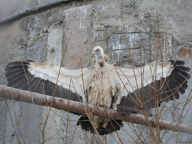 Фото Белоголовый сип