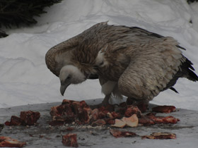 Фото Белоголовый сип