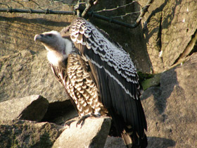 Смотреть фото Гриф Рюппеля Фото Гриф Рюппеля