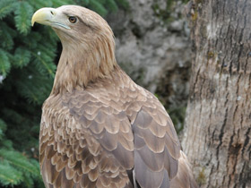 Фото Орлан-белохвост