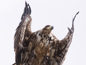 Фото Орлан-белохвост