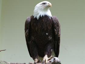Белоголовый орлан Белоголовый орлан
