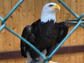 Фото Белоголовый орлан