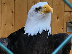 Фото Белоголовый орлан