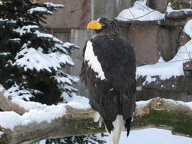 Фото Белоплечий орлан