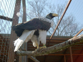 Фото Белоплечий орлан