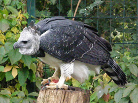 Фото Южноамериканская гарпия