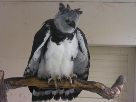 Фото Южноамериканская гарпия