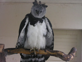 Фото Южноамериканская гарпия