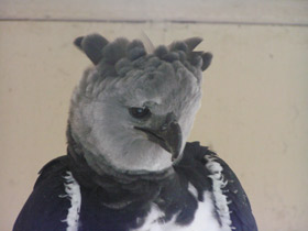 Фото Южноамериканская гарпия