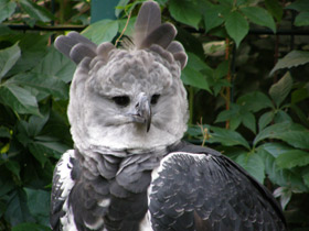 Фото Южноамериканская гарпия