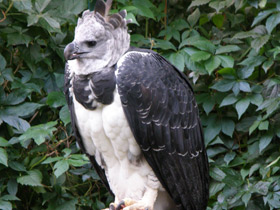 Фото Южноамериканская гарпия