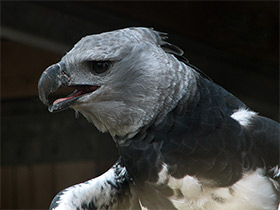 Фото Южноамериканская гарпия