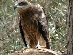 Смотреть фото Жестокость в мире животных Фото Жестокость в мире животных