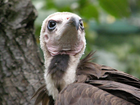 Смотреть фото Бурый стервятник Фото Бурый стервятник