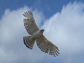 Смотреть фото Хохлатый орел Фото Хохлатый орел