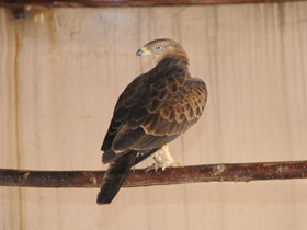 Смотреть фото Осоед Фото Осоед