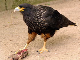 Фото Южная каракара