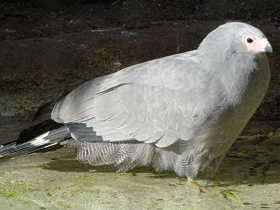 Фото Африканский лунёвый ястреб