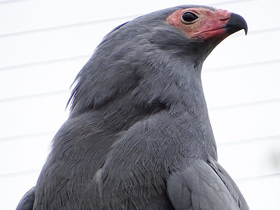 Фото Африканский лунёвый ястреб