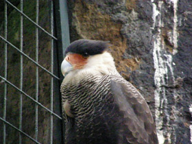 Смотреть фото Обыкновенная каракара Фото Обыкновенная каракара