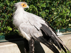 Фото Птица-секретарь