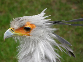 Фото Птица-секретарь