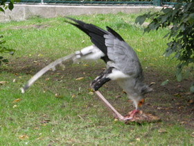 Фото Птица-секретарь