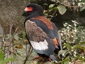 Фото Орёл-скоморох