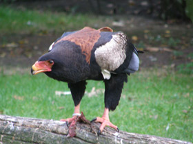 Фото Орёл-скоморох