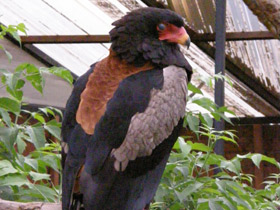 Фото Орёл-скоморох